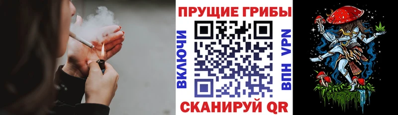 Купить закладки  Кировск  Псилоцибиновые грибы Cubensis 